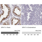 Anti-SPA17 Antibody