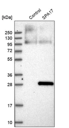 Western blot analysis in control (vector only transfected HEK293T lysate) and SPA17 over-expression lysate (Co-expressed with a C-terminal myc-DDK tag (~3.1 kDa) in mammalian HEK293T cells, LY413783).
