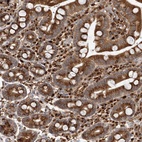 Anti-ARCN1 Antibody