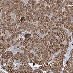 Anti-ARCN1 Antibody