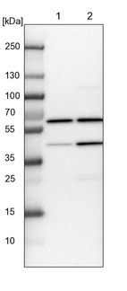 Lane 1: NIH-3T3 cell lysate (Mouse embryonic fibroblast cells)_br/_Lane 2: NBT-II cell lysate (Rat Wistar bladder tumour cells)