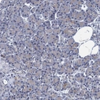 Immunohistochemical staining of human pancreas shows no nuclear positivity in exocrine glandular cells as expected.