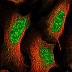 Immunofluorescent staining of human cell line U-2 OS shows localization to nuclear speckles & cytosol.