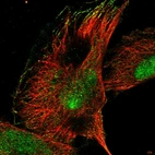 Immunofluorescent staining of human cell line U-251 MG shows localization to nucleus, nucleoli & microtubule ends.