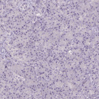 Immunohistochemical staining of human pancreas shows no positivity in exocrine glandular cells as expected.