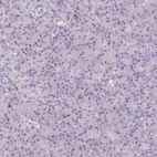 Immunohistochemical staining of human pancreas shows no positivity in exocrine glandular cells as expected.