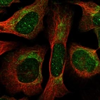 Immunofluorescent staining of human cell line U-2 OS shows localization to nuclear bodies & mitochondria.