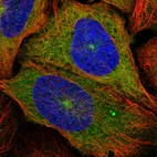 Immunofluorescent staining of human cell line U-2 OS shows localization to cytosol & microtubule organizing center.