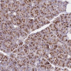 Anti-FAM175B Antibody
