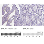 Anti-ENKUR Antibody