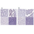 Immunohistochemical staining of human colon, fallopian tube, kidney and lymph node using Anti-ENKUR antibody HPA037594 (A) shows similar protein distribution across tissues to independent antibody HPA037593 (B).