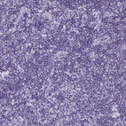 Anti-ENKUR Antibody