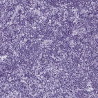 Immunohistochemical staining of human lymph node shows no positivity in non-germinal center cells as expected.