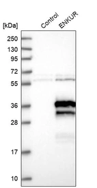 Western blot analysis in control (vector only transfected HEK293T lysate) and ENKUR over-expression lysate (Co-expressed with a C-terminal myc-DDK tag (~3.1 kDa) in mammalian HEK293T cells, LY408146).