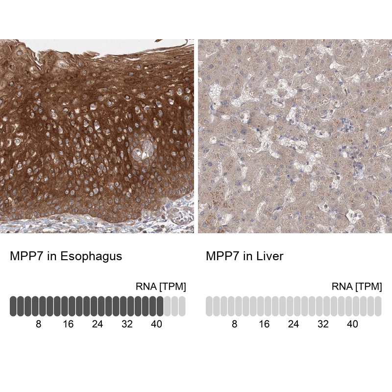 Anti-MPP7 Antibody