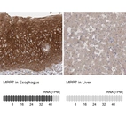 Anti-MPP7 Antibody