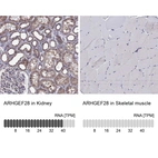 Anti-ARHGEF28 Antibody
