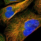 Immunofluorescent staining of human cell line U-2 OS shows localization to cytosol & microtubules.