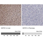 Anti-GSTO1 Antibody