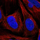 Immunofluorescent staining of human cell line U-2 OS shows localization to centrosome.