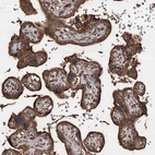Immunohistochemical staining of human placenta shows strong granular cytoplasmic positivity in trophoblastic cells.