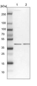 Lane 1: NIH-3T3 cell lysate (Mouse embryonic fibroblast cells)_br/_Lane 2: NBT-II cell lysate (Rat Wistar bladder tumour cells)
