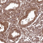Immunohistochemical staining of human endometrium shows moderate to strong nuclear positivity in glandular cells.