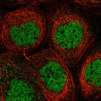 Anti-PSMA1 Antibody