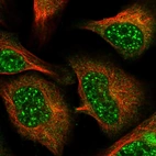 Immunofluorescent staining of human cell line U-2 OS shows localization to nuclear speckles & cytosol.