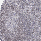 Immunohistochemical staining of human tonsil shows weak nuclear positivity in non-germinal center cells.