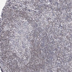 Immunohistochemical staining of human tonsil shows weak nuclear positivity in non-germinal center cells.