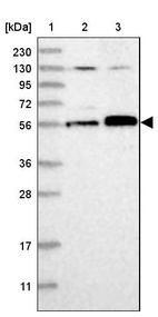 Anti-FAM175A Antibody