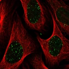 Immunofluorescent staining of human cell line U-2 OS shows localization to nuclear bodies.