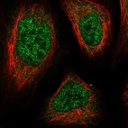 Immunofluorescent staining of human cell line U-2 OS shows localization to nucleoplasm & cytosol.