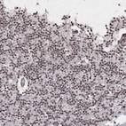 Immunohistochemical staining of human cerebellum shows strong nuclear positivity in cells in granular layer.