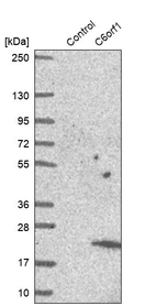 Western blot analysis in control (vector only transfected HEK293T lysate) and C6orf1 over-expression lysate (Co-expressed with a C-terminal myc-DDK tag (~3.1 kDa) in mammalian HEK293T cells, LY423353).