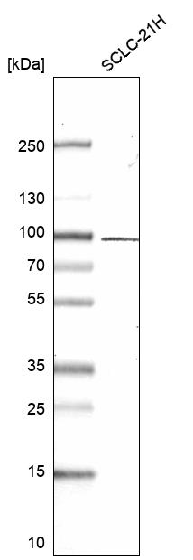 Anti-TGFBRAP1 Antibody