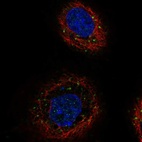 Immunofluorescent staining of human cell line A-431 shows localization to vesicles.