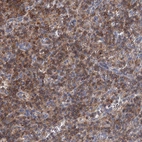 Immunohistochemical staining of human spleen shows high expression.