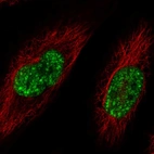 Immunofluorescent staining of human cell line HeLa shows localization to nucleoplasm & nuclear speckles.