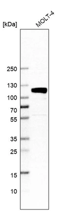 Western blot analysis in human cell line MOLT-4.