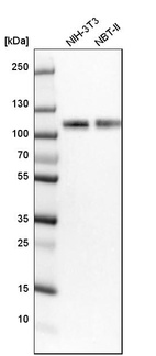 Western blot analysis in mouse cell line NIH-3T3 and rat cell line NBT-II.