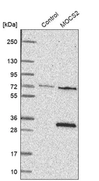Western blot analysis in control (vector only transfected HEK293T lysate) and MOCS2 over-expression lysate (Co-expressed with a C-terminal myc-DDK tag (~3.1 kDa) in mammalian HEK293T cells, LY417924).