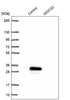 Western blot analysis in control (vector only transfected HEK293T lysate) and MOCS2 over-expression lysate (Co-expressed with a C-terminal myc-DDK tag (~3.1 kDa) in mammalian HEK293T cells, LY417924).