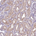 Immunohistochemical staining of human kidney shows weak membranous and cytoplasmic positivity in cells in tubules.
