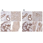 Anti-FCHO2 Antibody