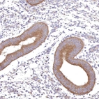 Immunohistochemical staining of human endometrium shows moderate cytoplasmic positivity in glandular cells.