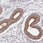 Immunohistochemical staining of human endometrium shows moderate cytoplasmic positivity in glandular cells.