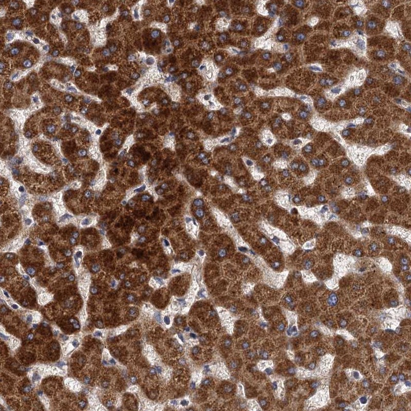 Anti-BCS1L Antibody