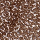 Anti-BCS1L Antibody